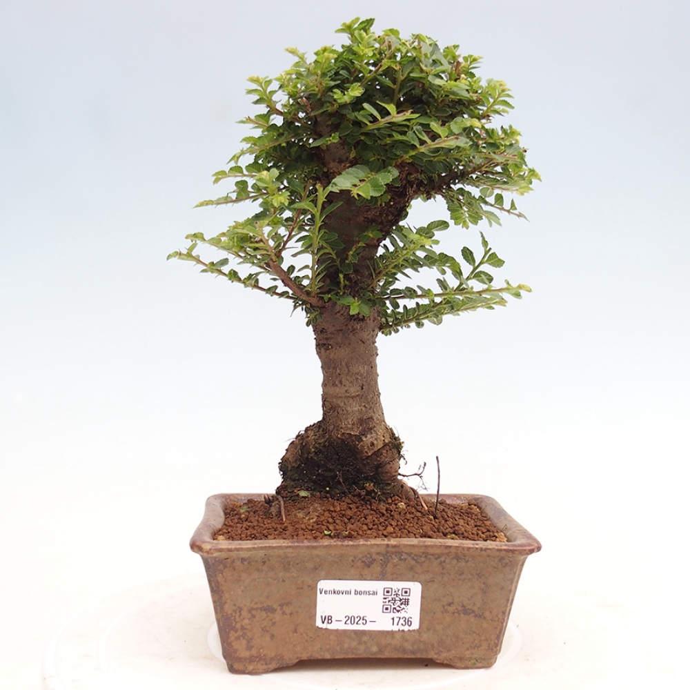 Kültéri bonsai - Ulmus parvifolia Hokkaido - Kínai szil - Ulmus parvifolia Hokkaido
