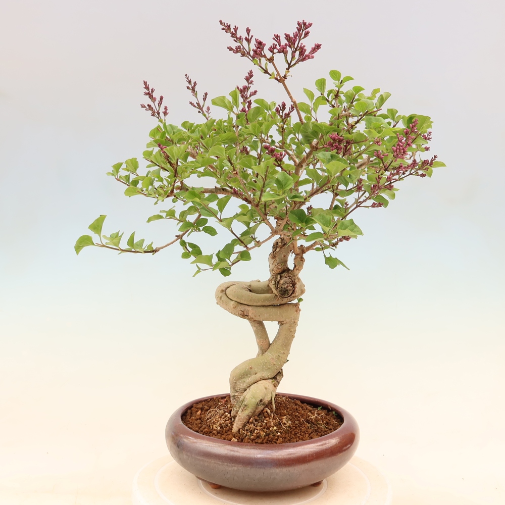 Kültéri bonsai - Syringa microphylla - kisvirágú lila