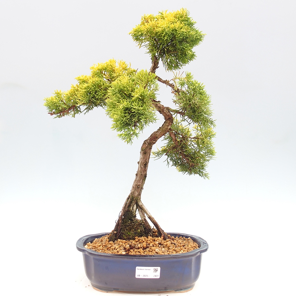 Kültéri bonsai - Juniperus chinensis plumosa aurea
