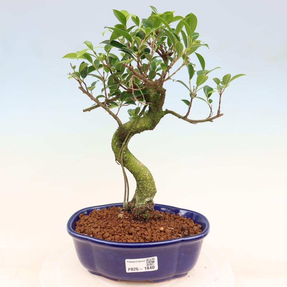 Szobai bonsai - Ficus retusa - kislevelű fikusz