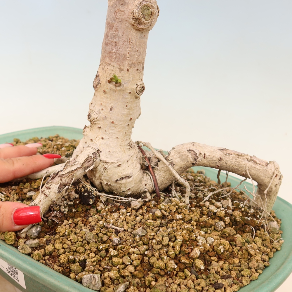 Beltéri bonsai - Hibiscus tiliaceus - tengeri hibiszkusz