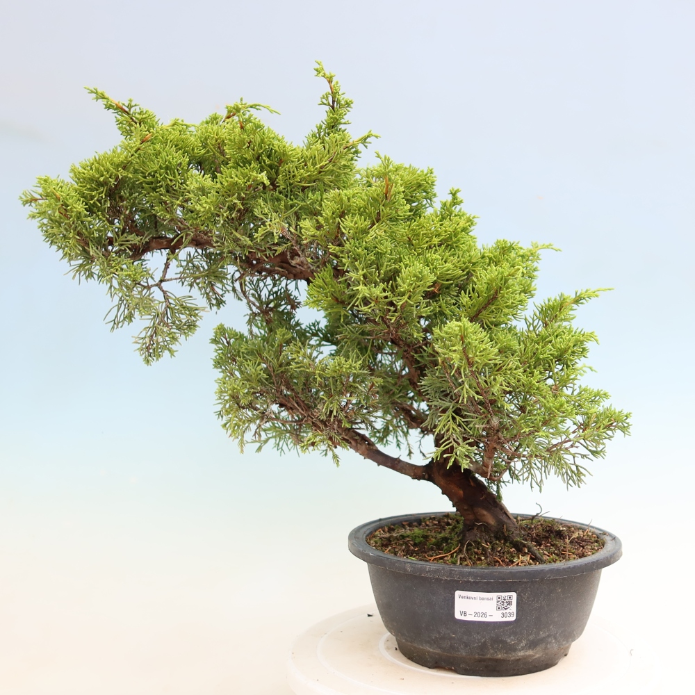 Kültéri bonsai - Juniperus chinensis Itoigawa-Juniperus chinensis