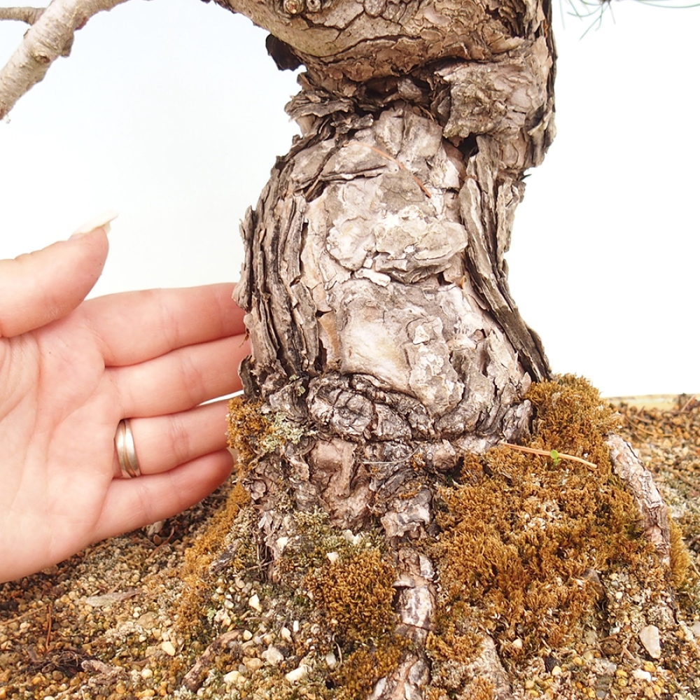 Kültéri bonsai - Pinus parviflora - Pinus parviflora