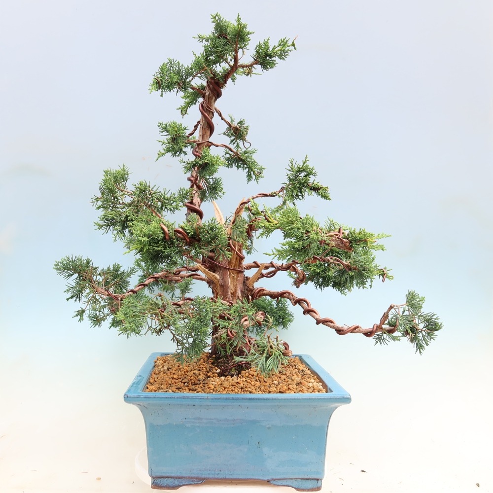 Kültéri bonsai - Juniperus chinensis Kishu