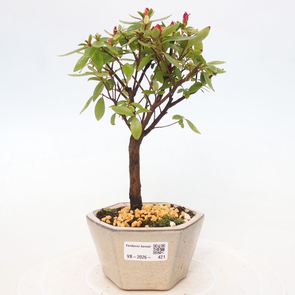 Kültéri bonsai - japán azálea - Azalea sp.