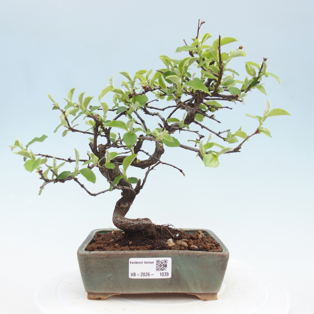 Kültéri bonsai - Chaneomeles chinensis