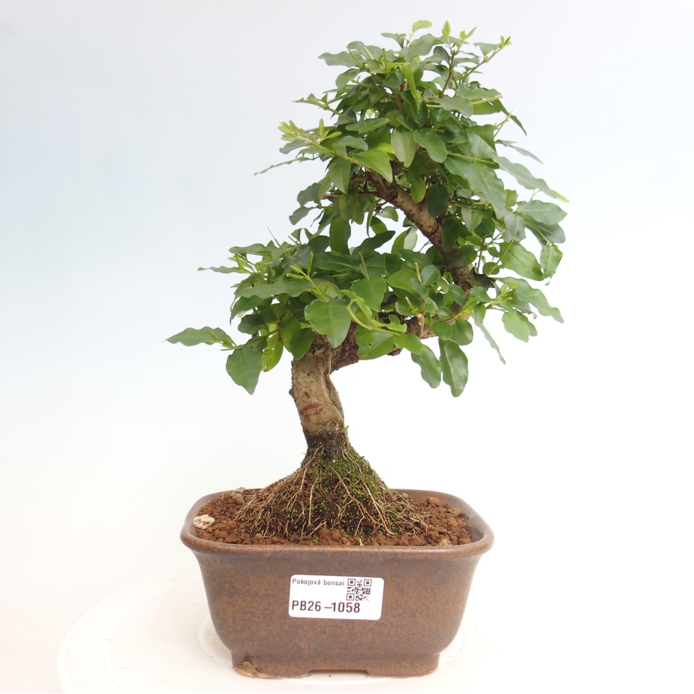 Szobai bonsai -Ligustrum chinensis - Madárcsőr