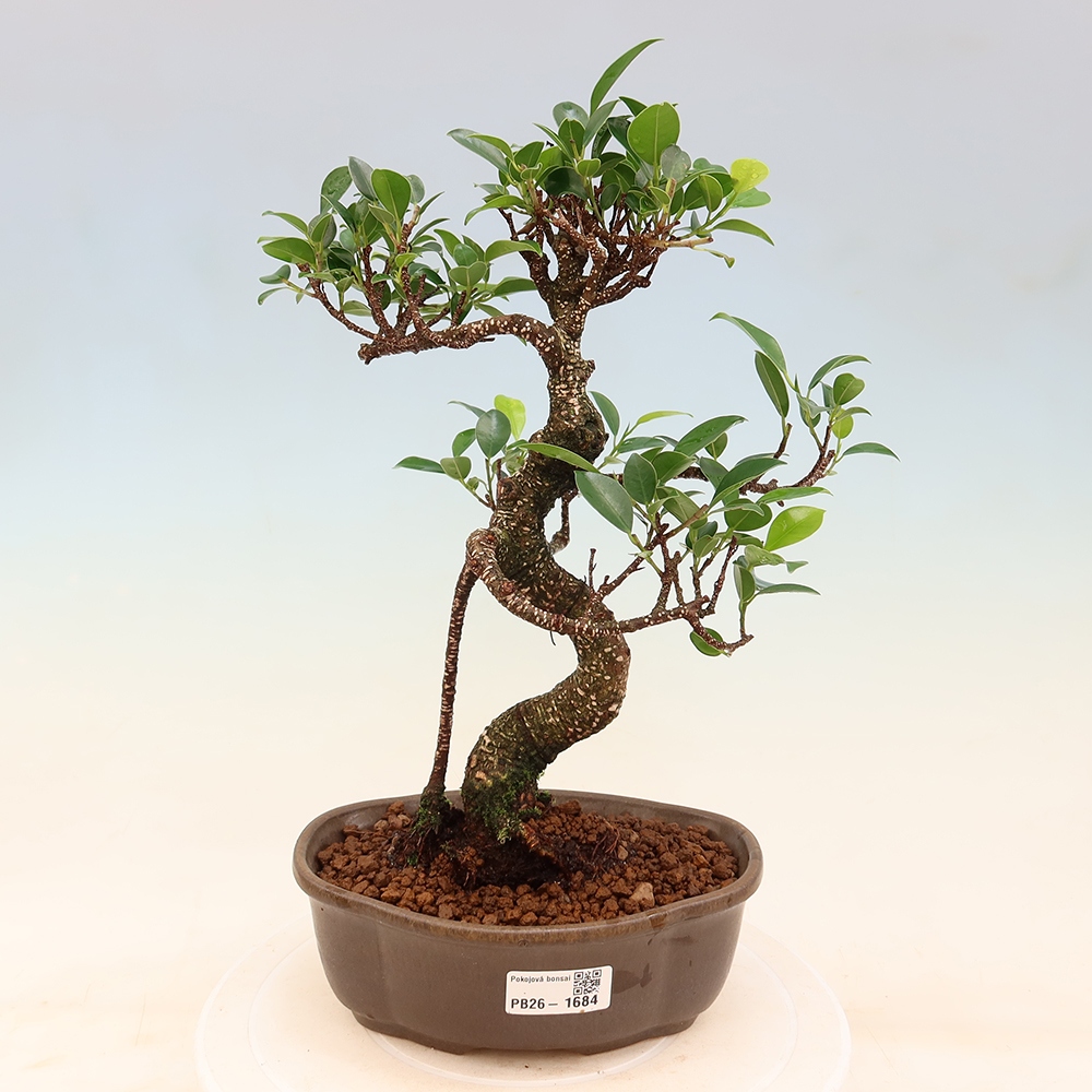 Szobai bonsai - Ficus retusa - kislevelű fikusz