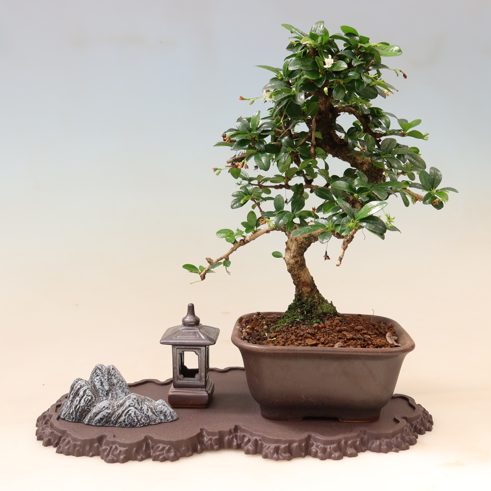 Műanyag bonsai-tartó, 33 x 19 x 1,5 cm, barna színű