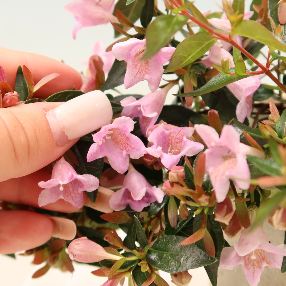 Kültéri bonsai – Abelia Edward Goucher – Nagyvirágú abélia