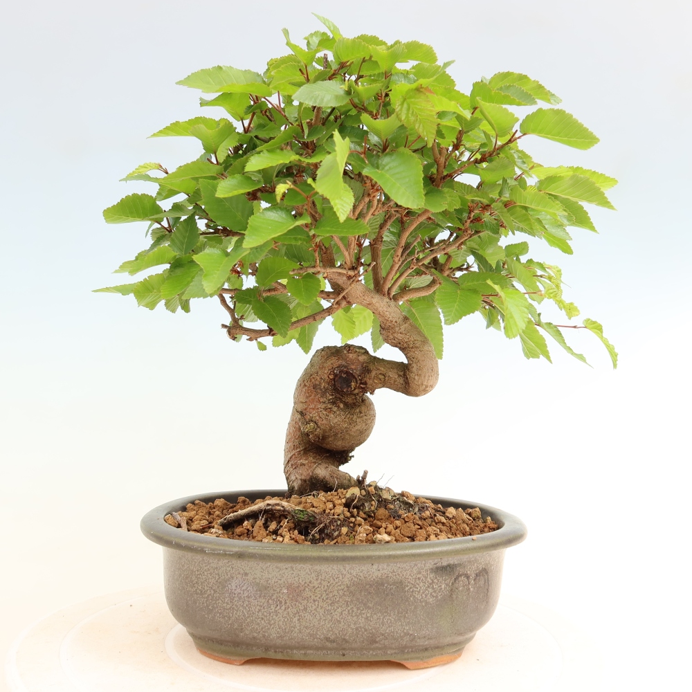 Kültéri bonsai -Carpinus Coreana - Koreai gyertyánfa