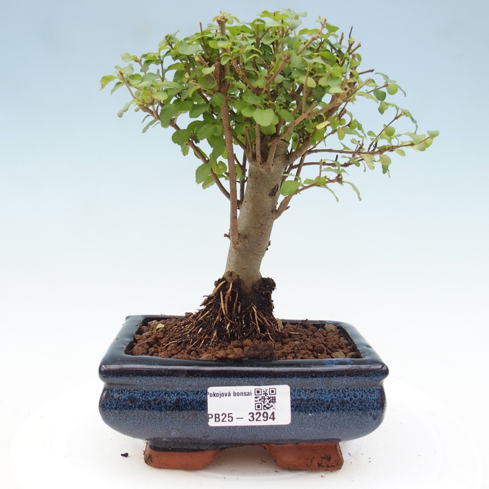 Szobai bonsai -Ligustrum chinensis - Madárcsőr