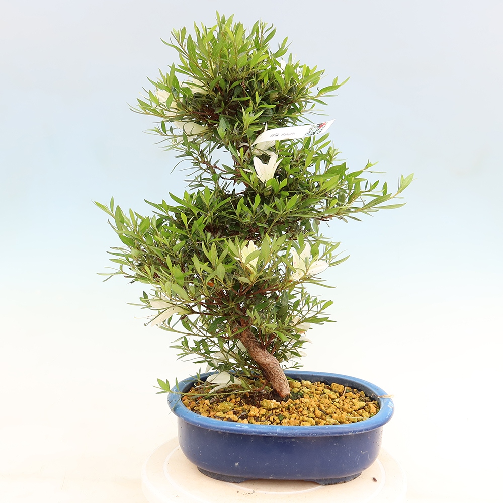 Kültéri bonsai - Japán azálea - Azalea Hakurin