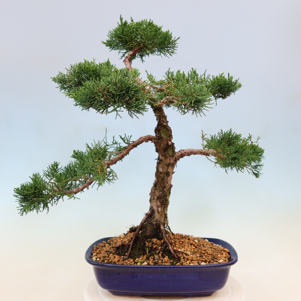 Kültéri bonsai - Juniperus chinensis Kishu