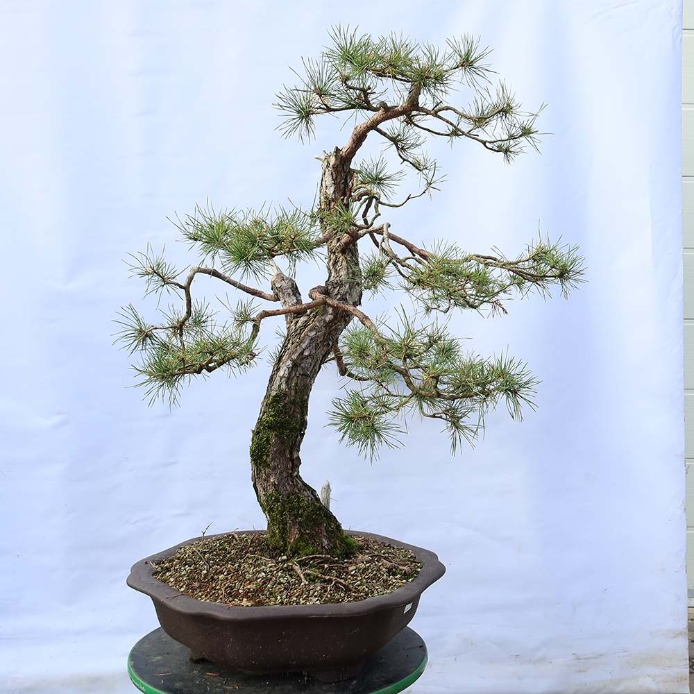 Pinus sylvestris Spanyolország – erdei fenyő