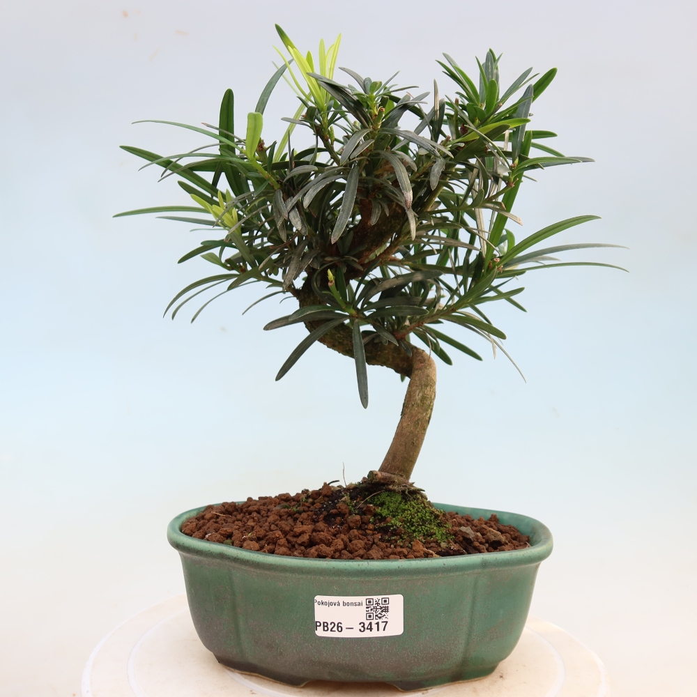 Szobai bonsai - Podocarpus - Kőtiszafa
