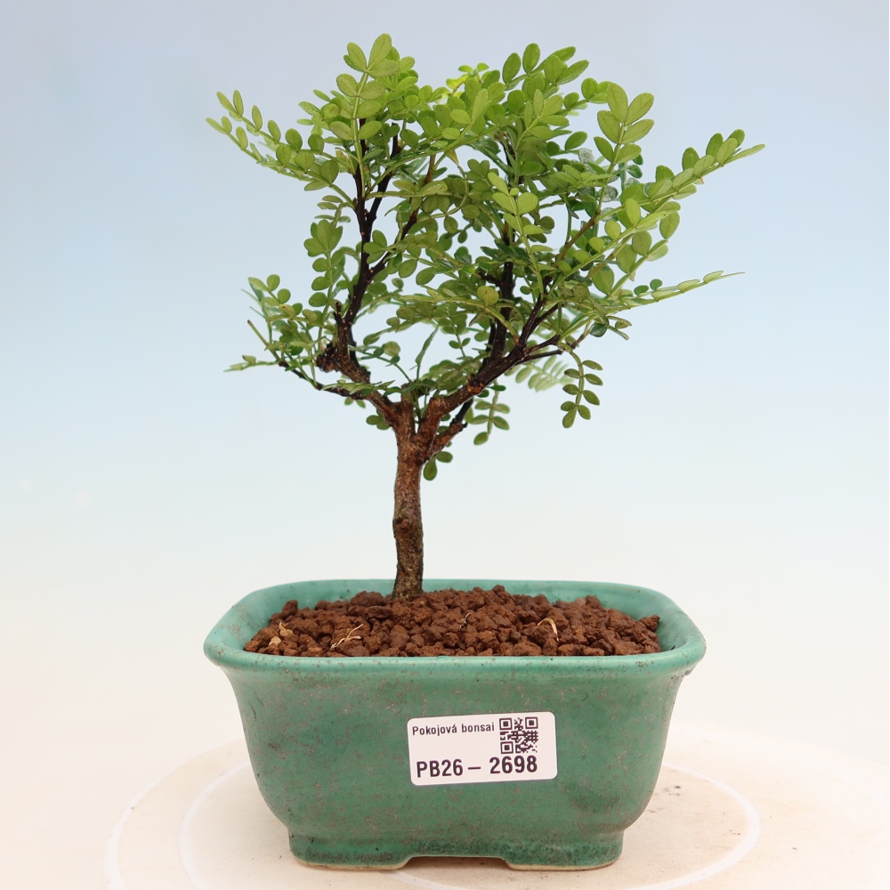 Szobai bonsai - Zantoxylum piperitum - borsfa