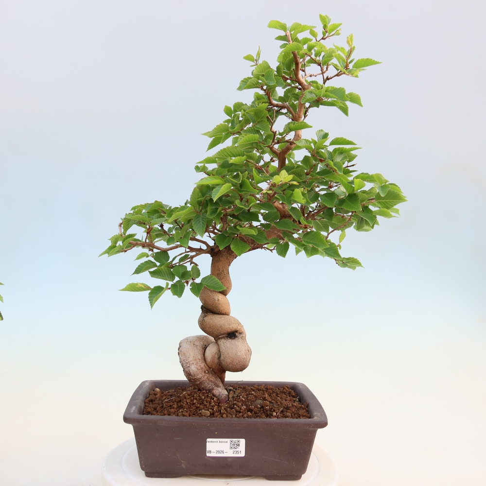 Kültéri bonsai -Carpinus Coreana - Koreai gyertyánfa