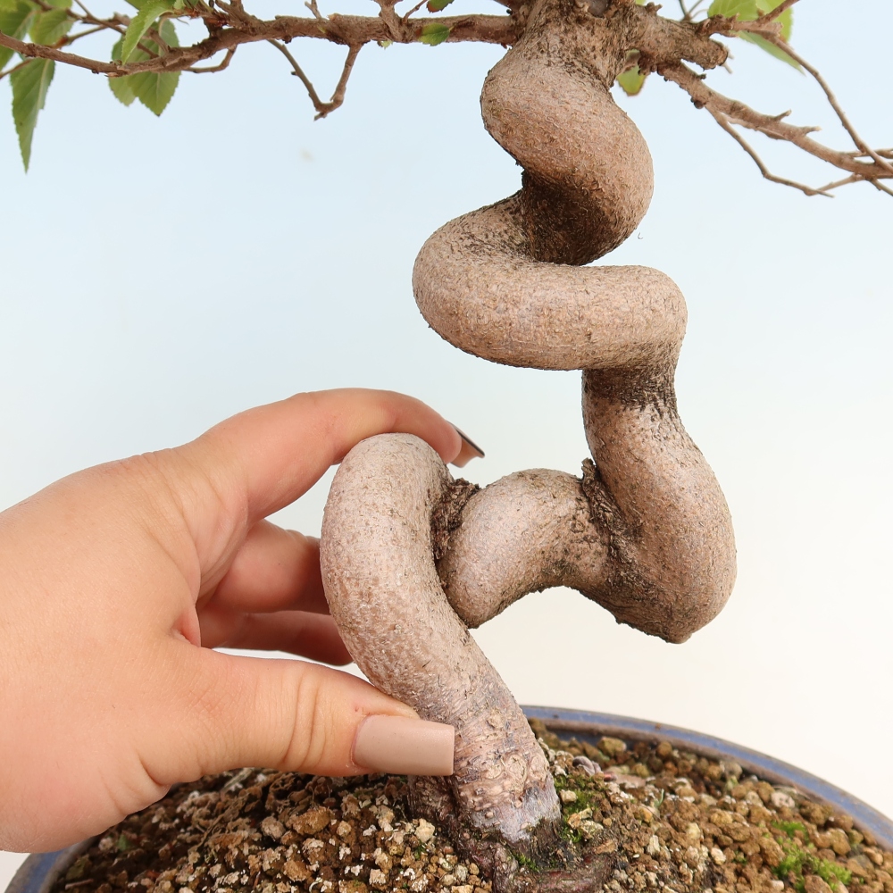 Kültéri bonsai -Carpinus CARPINOIDES - Koreai gyertyánfa