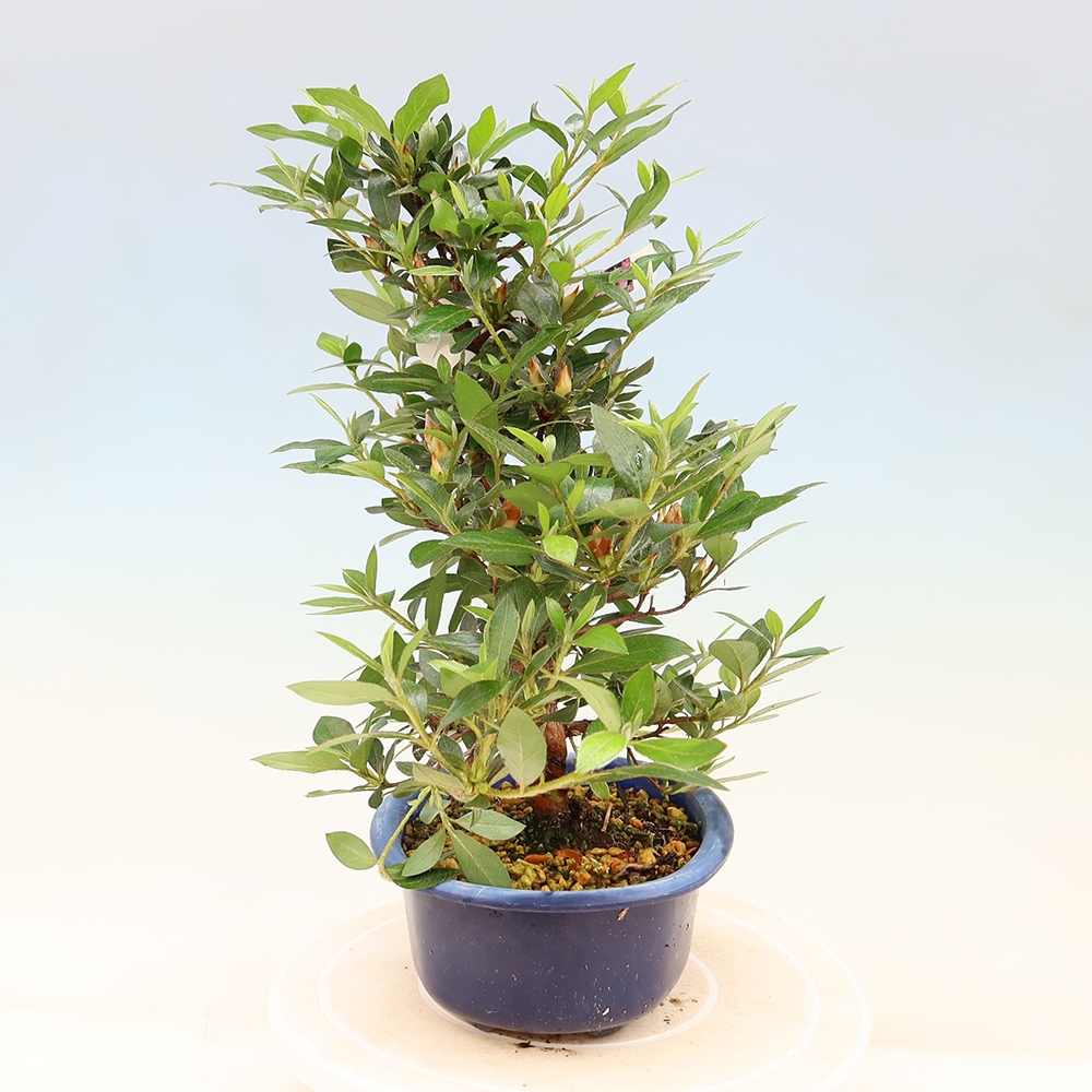 Kültéri bonsai - Japán azálea - Azalea Shinsei