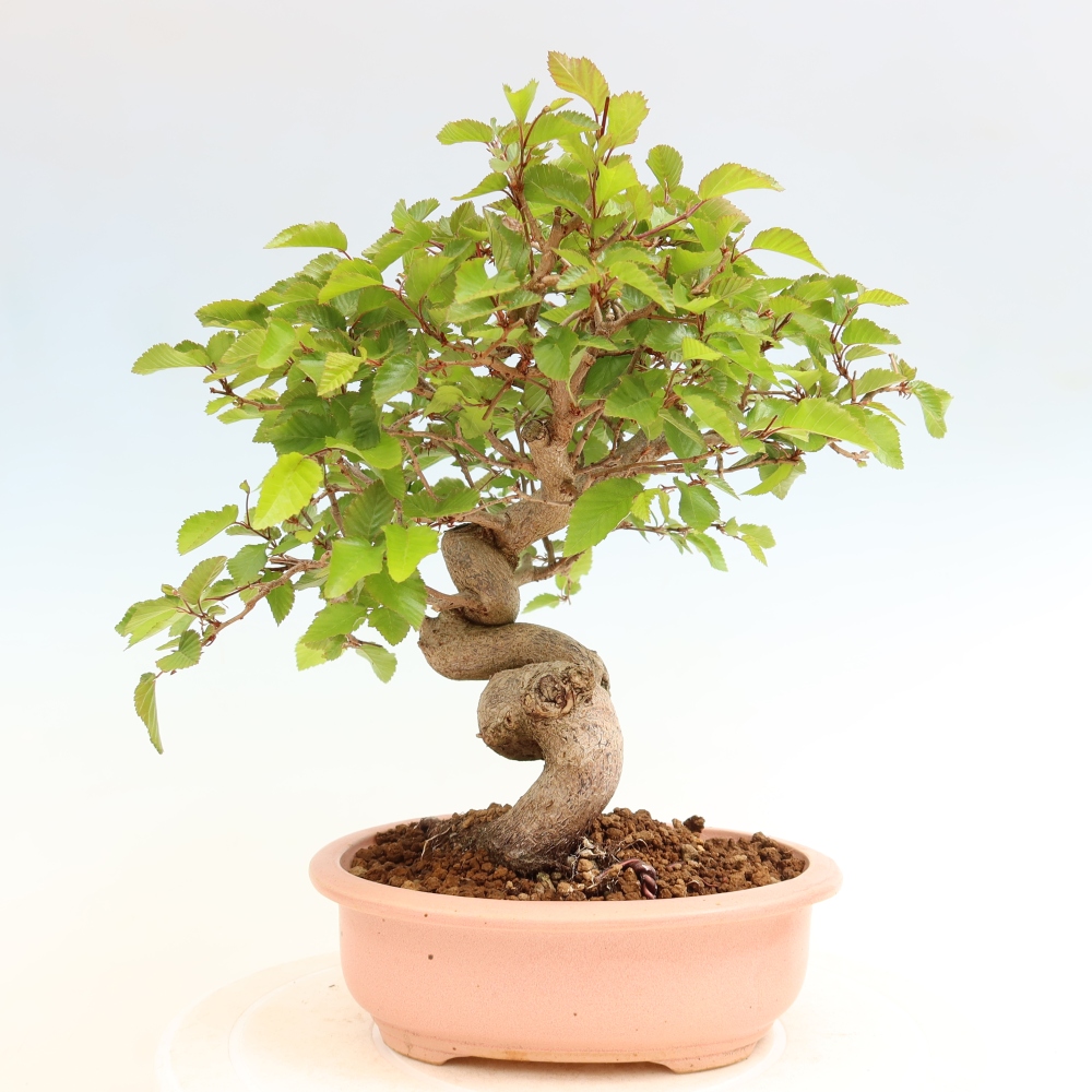 Kültéri bonsai -Carpinus Coreana - Koreai gyertyánfa