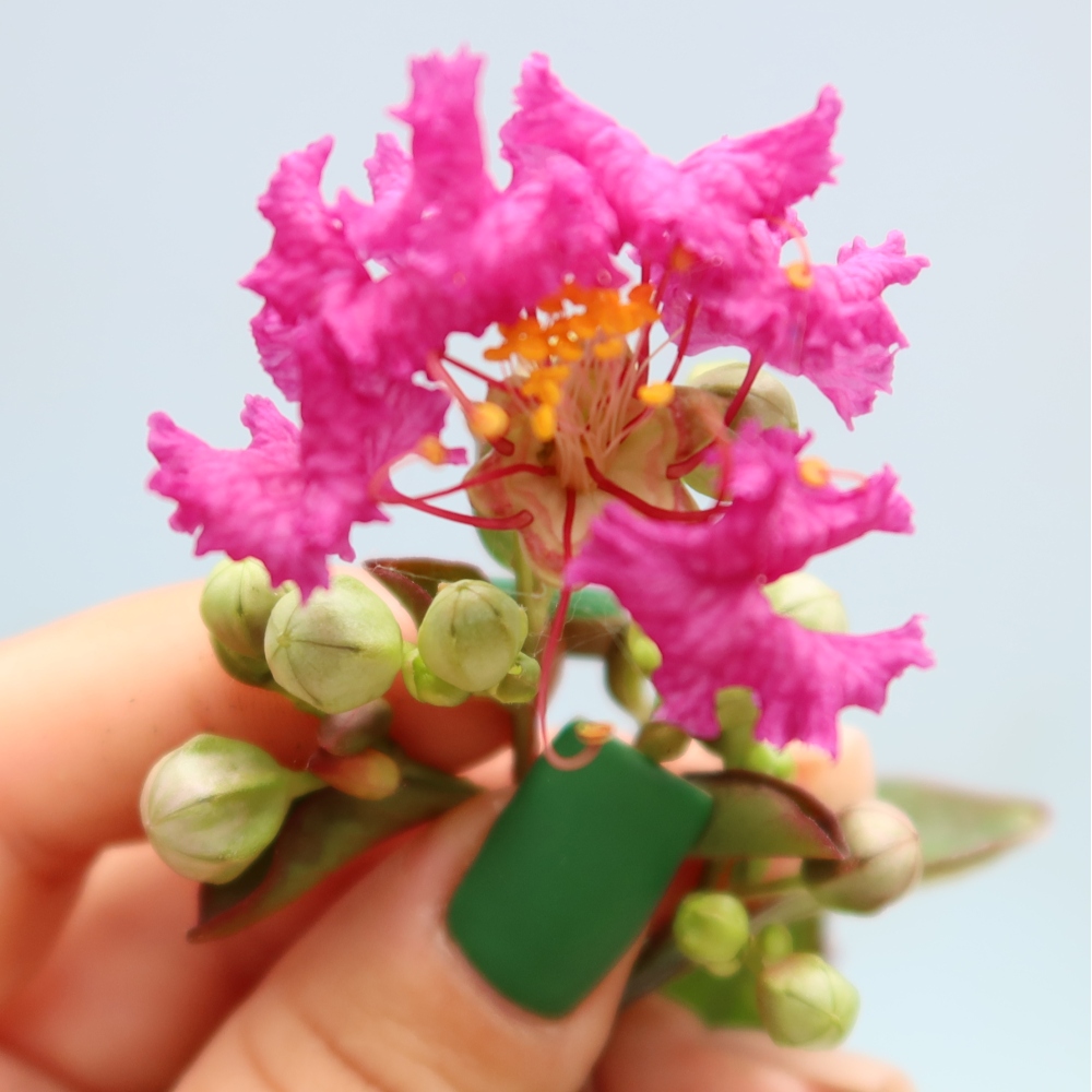 Szobabonsai – Lagerstroemia indica – indiai orgona