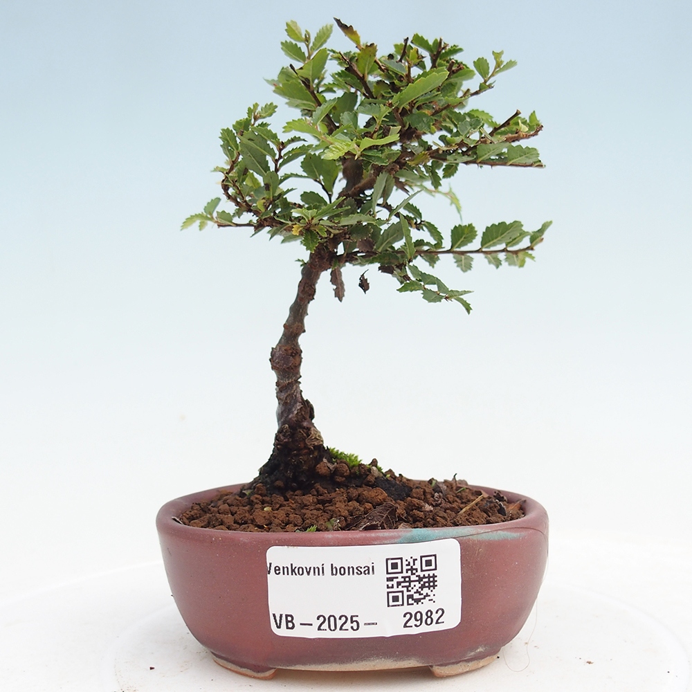 Kültéri bonsai - Ulmus parvifolia Sagei - Kislevelű szilfa