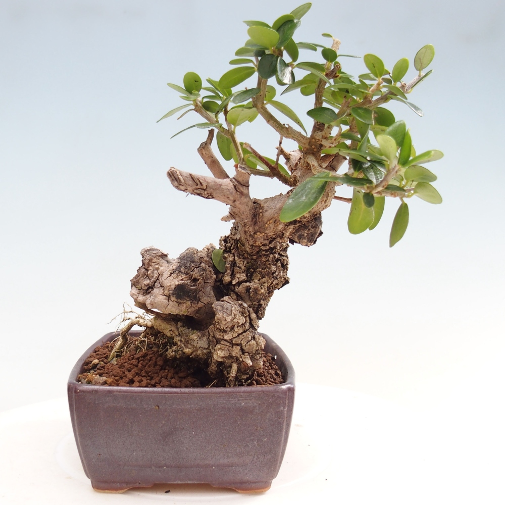 Beltéri bonsai - Olea europaea sylvestris