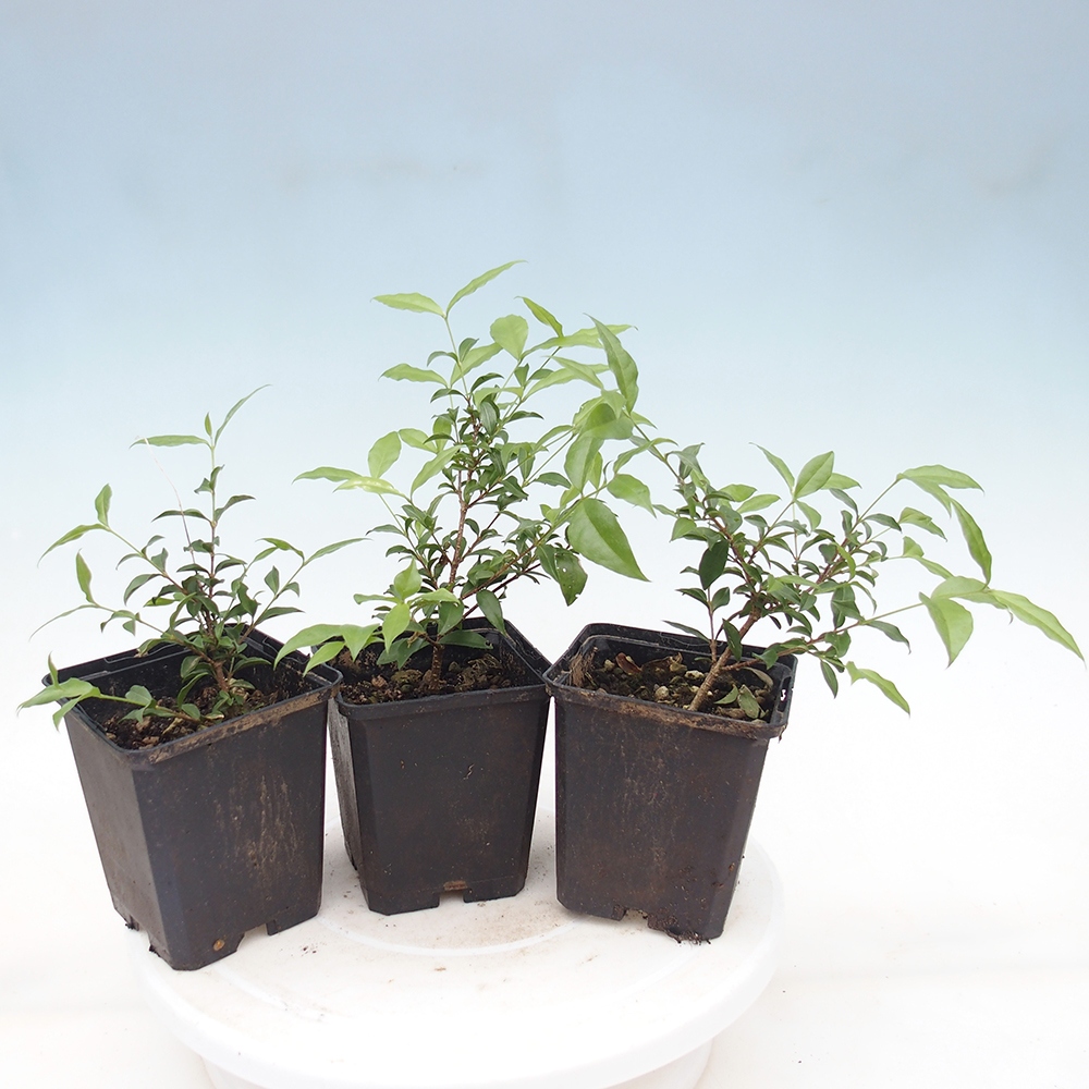 Szobai bonsai - Malpighia coccigera- Barbdor cseresznye konténerben