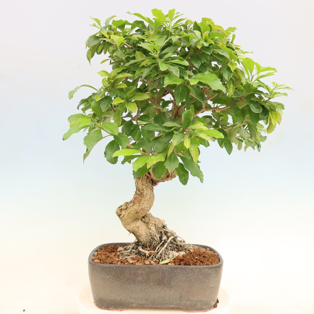 Szobai bonsai - Duranta erecta Aurea
