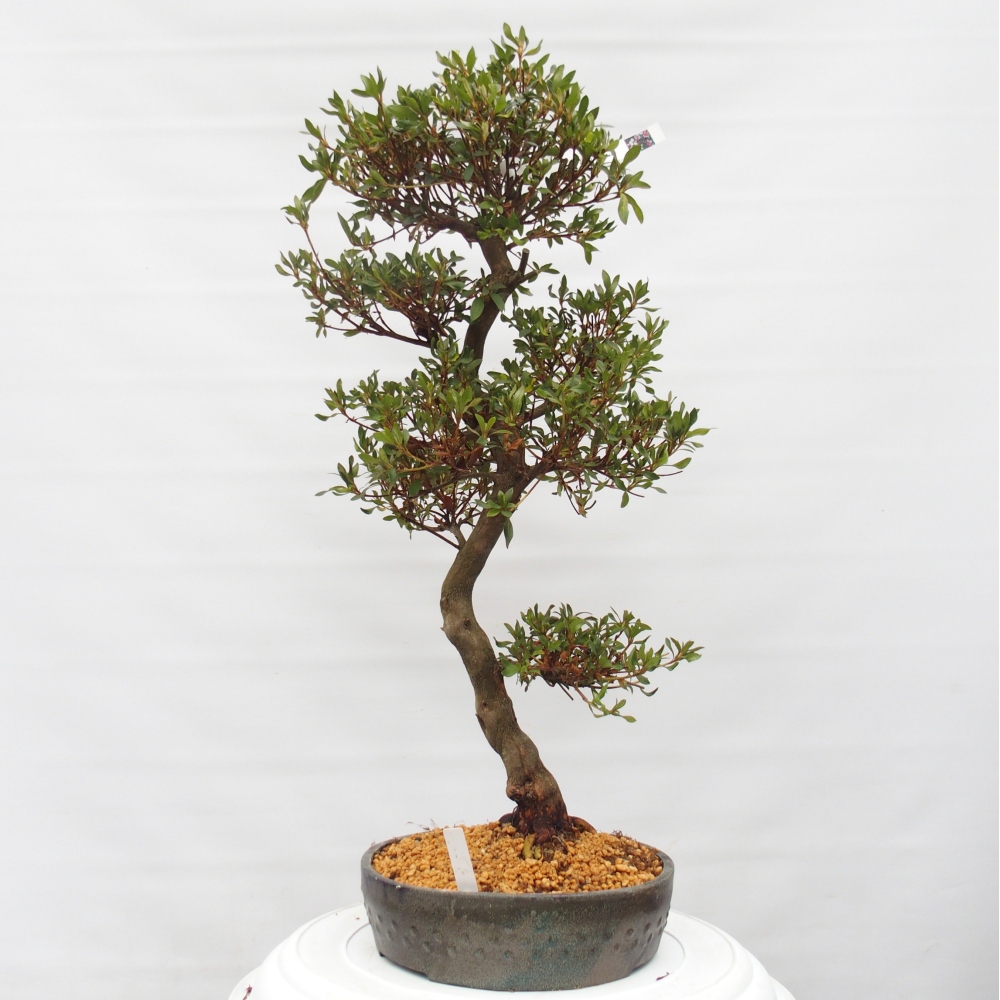 Kültéri bonsai - japán azálea - Azálea CHIHIRO