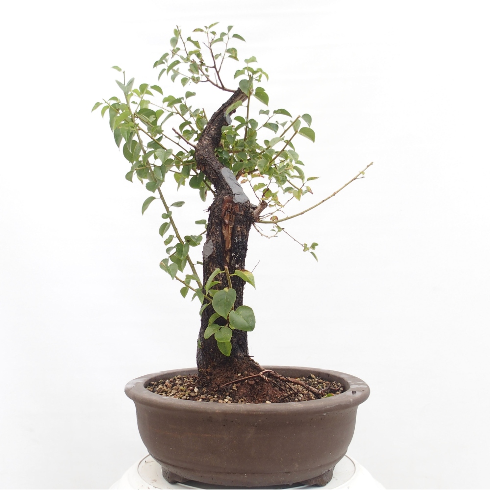 Kültéri bonsai - Mahalebka - Prunus mahaleb - Prunus mahaleb