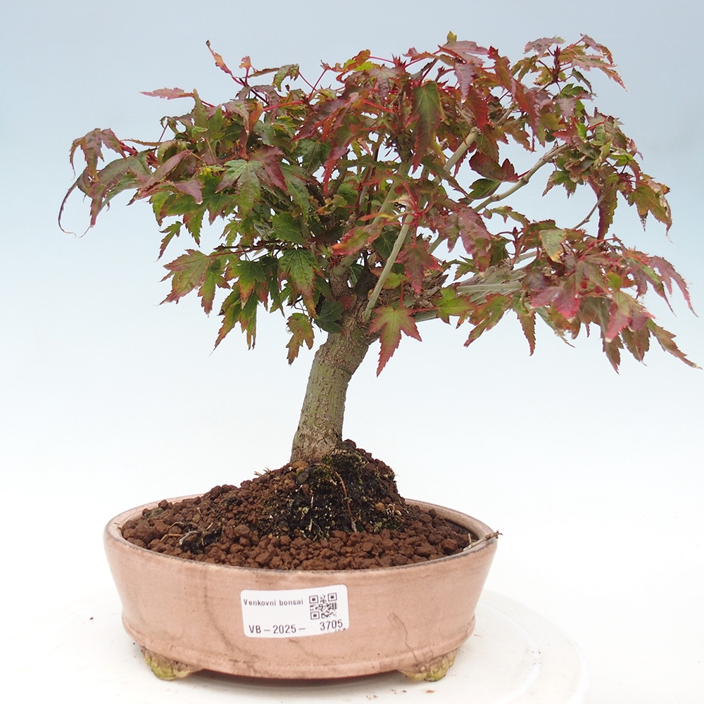 Acer palmatum KIOHIME - Pálma juhar