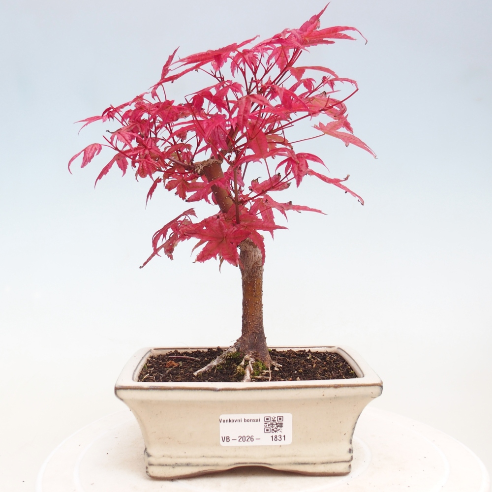 Kültéri bonsai - Acer palmatum DESHOJO