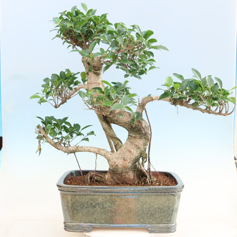 Szobai bonsai - Ficus kimmen - kislevelű fikusz
