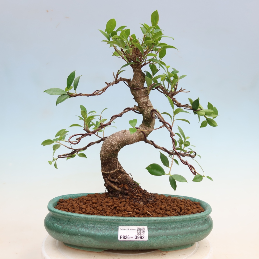Szobai bonsai - Ficus kimmen - kislevelű fikusz