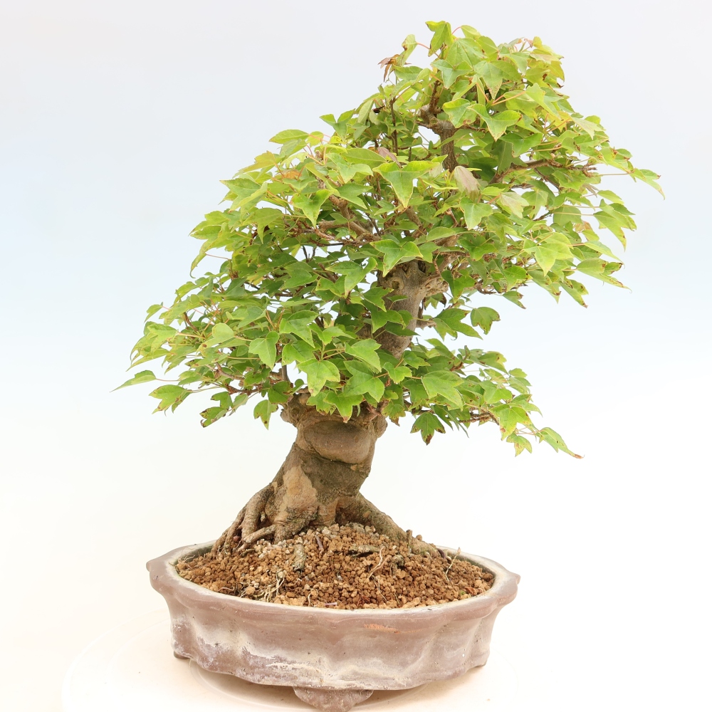 Kültéri bonsai - Juhar Burger - Acer Burgerianum