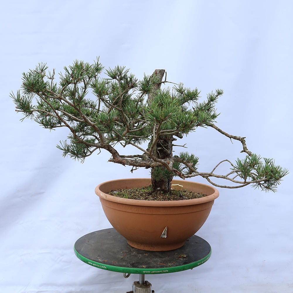 Pinus sylvestris Spanyolország – erdei fenyő