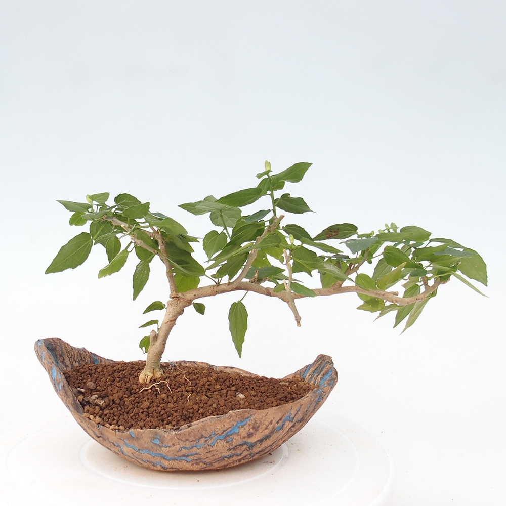Beltéri bonsai - Malvaviscus arboreus