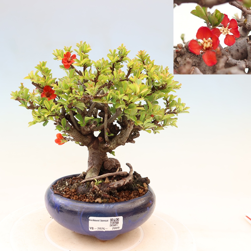 Kültéri bonsai - Chaneomeles speciosa Chojubai