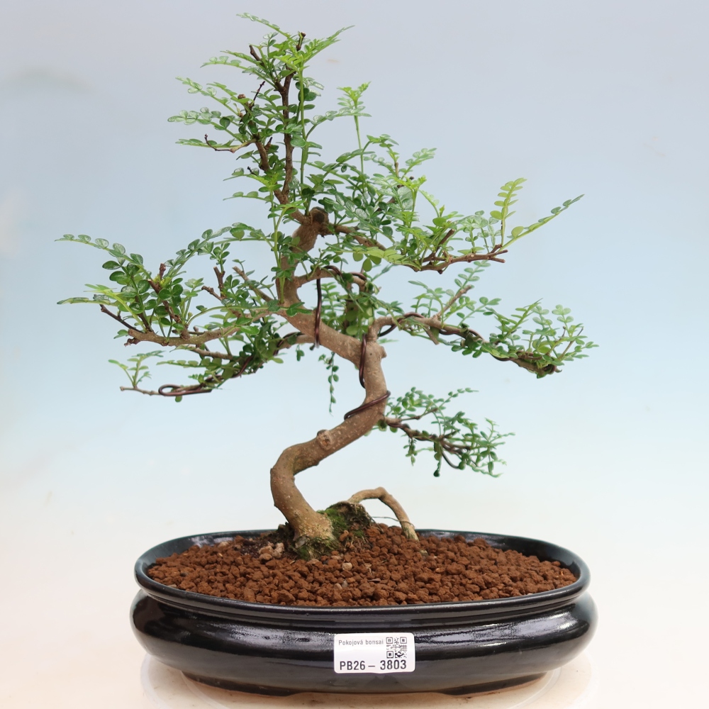 Szobai bonsai - Zantoxylum piperitum - borsfa