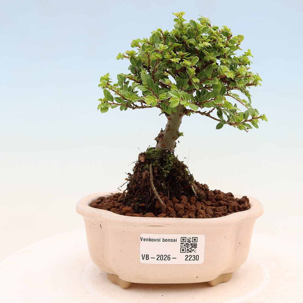 Kültéri bonsai - Ulmus parvifolia Sagei - Kislevelű szilfa