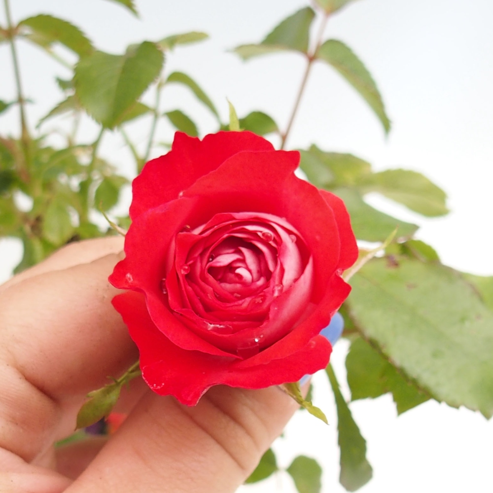 Kültéri bonsai - Rosa Kordes - rózsa