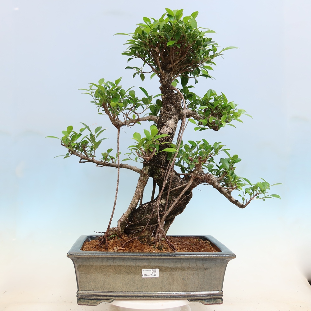 Szobai bonsai - Ficus kimmen - kislevelű fikusz
