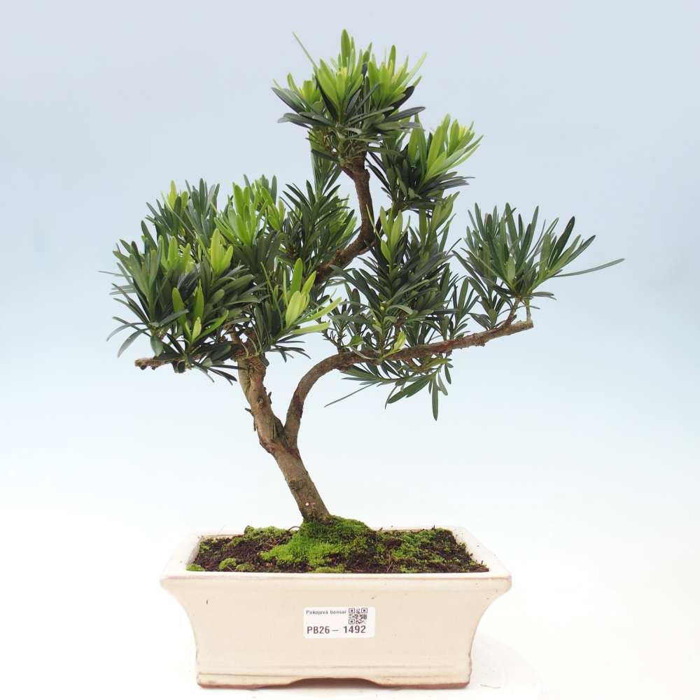 Szobai bonsai - Podocarpus - Kőtiszafa