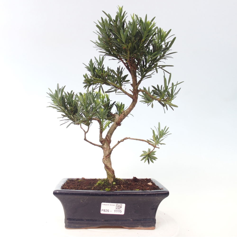 Szobai bonsai - Podocarpus - Kőtiszafa