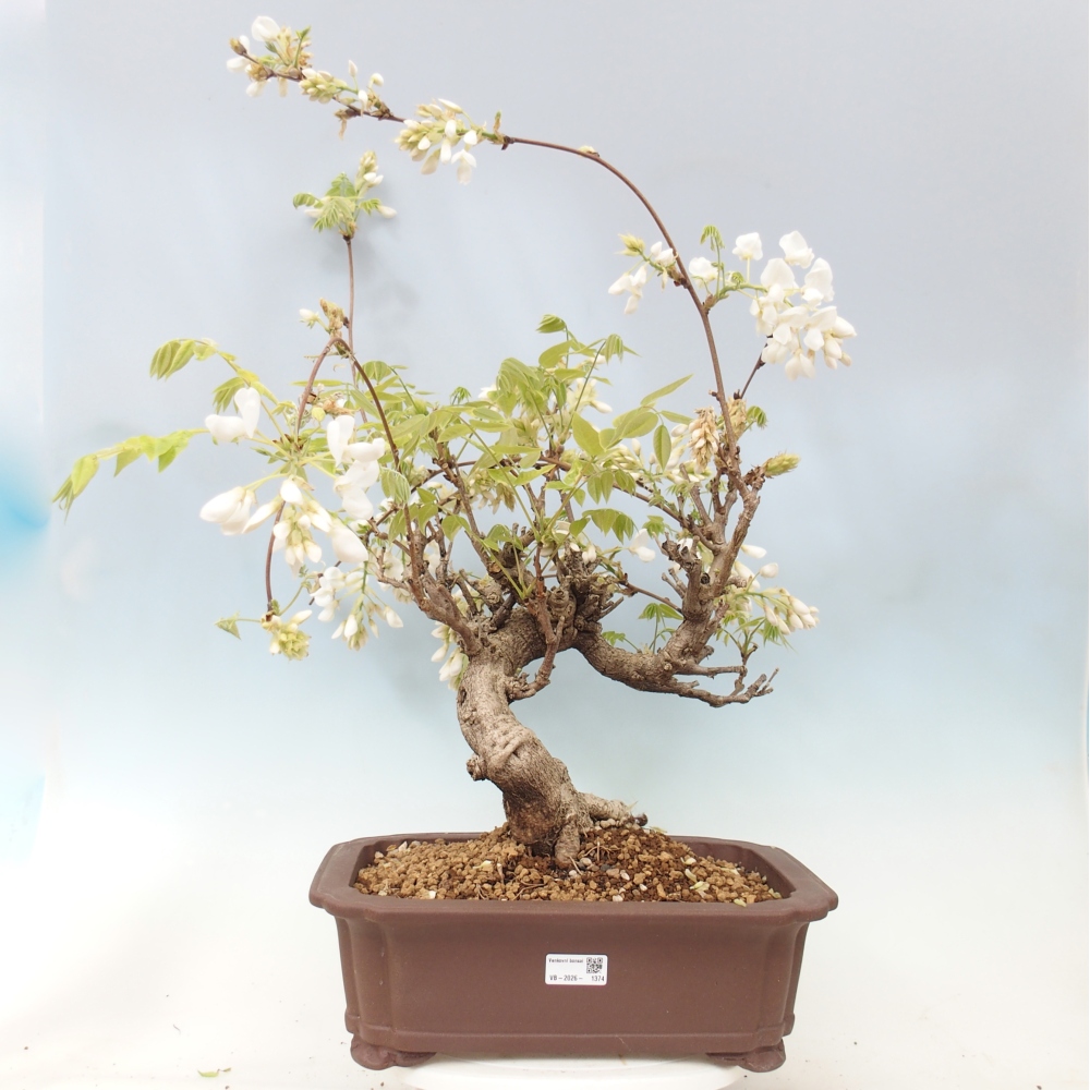 Kültéri bonsai - Vistaria - Wisteria