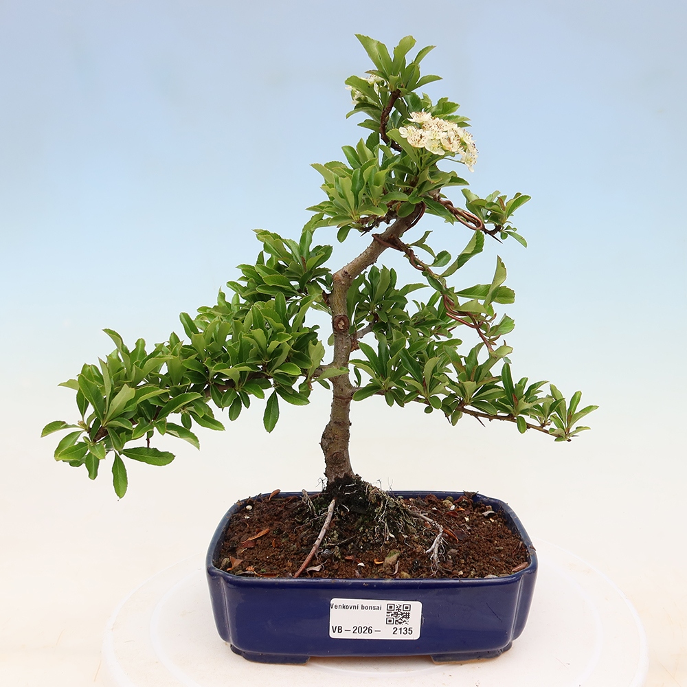 Kültéri bonsai – Pyracantha teton – Vörös tűszem