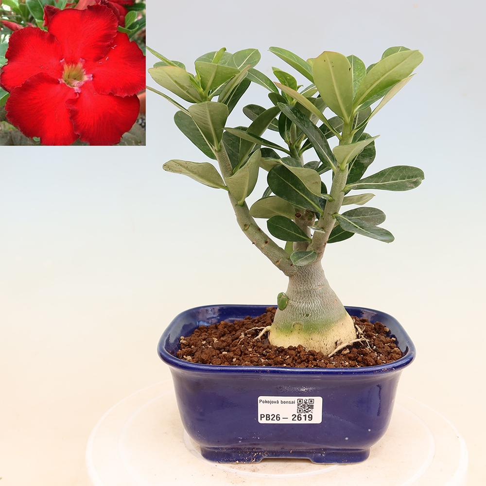 Szobabonsai – Adenium obesum Red Star – Sivatagi rózsa