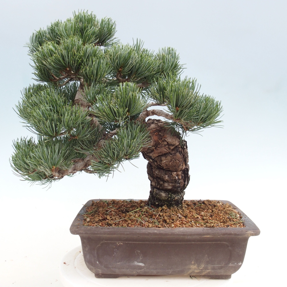 Kültéri bonsai - Pinus parviflora - Pinus parviflora